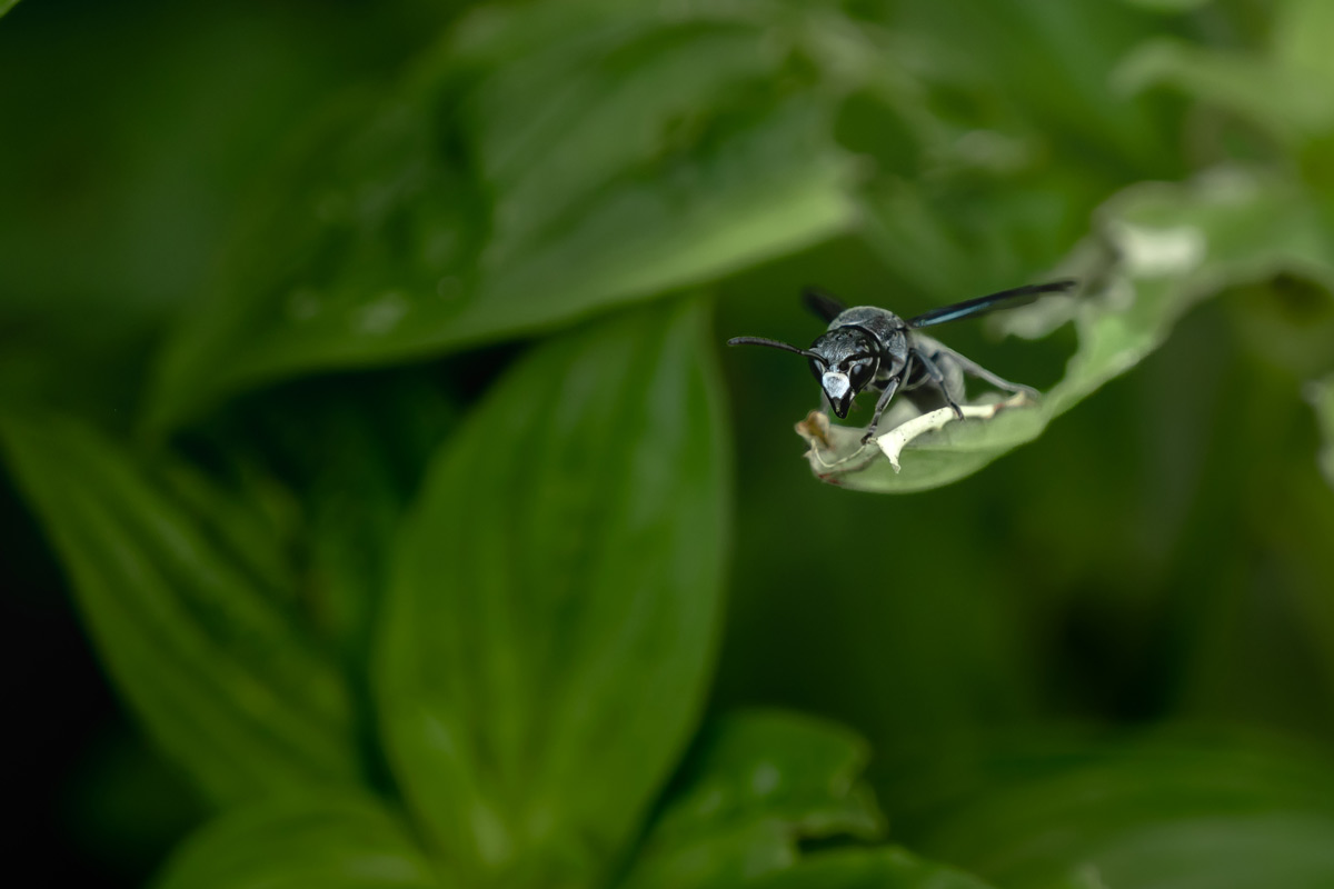 Wasp on tip of a leaf