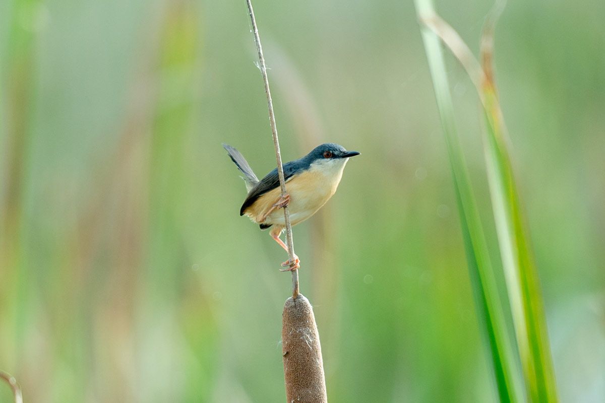 bird hanging on a cotton plant