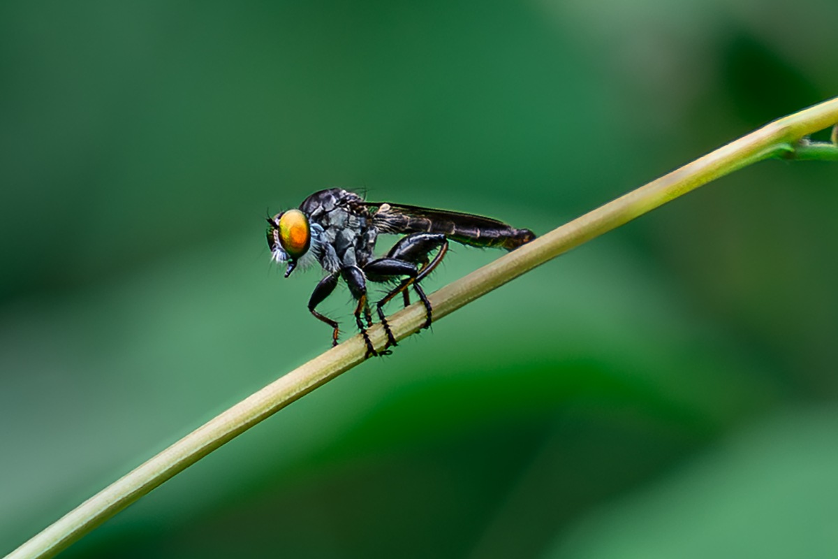 assassin fly waiting for prey