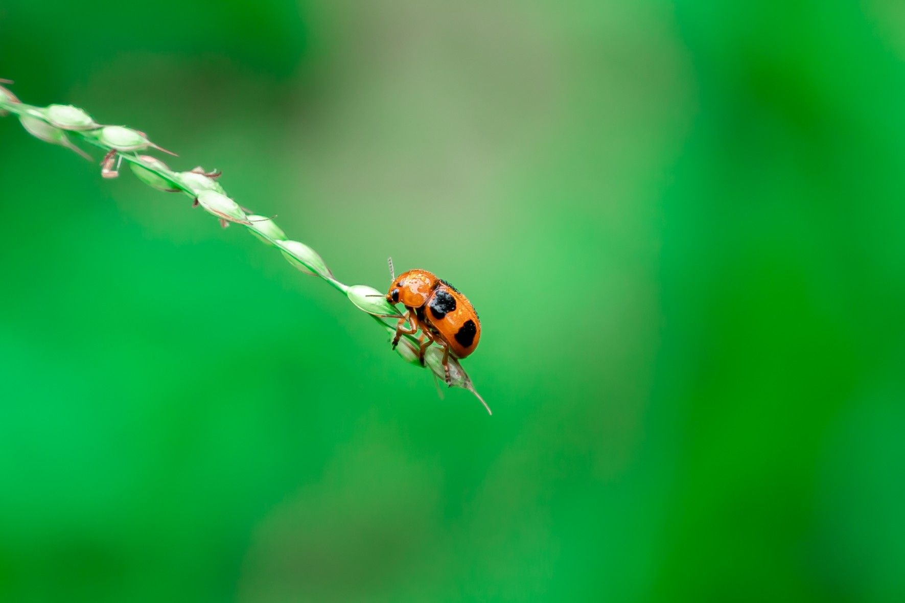 A insect with greeny background