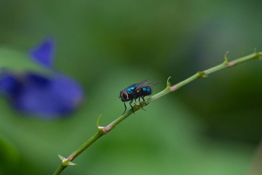 Blue bottle fly