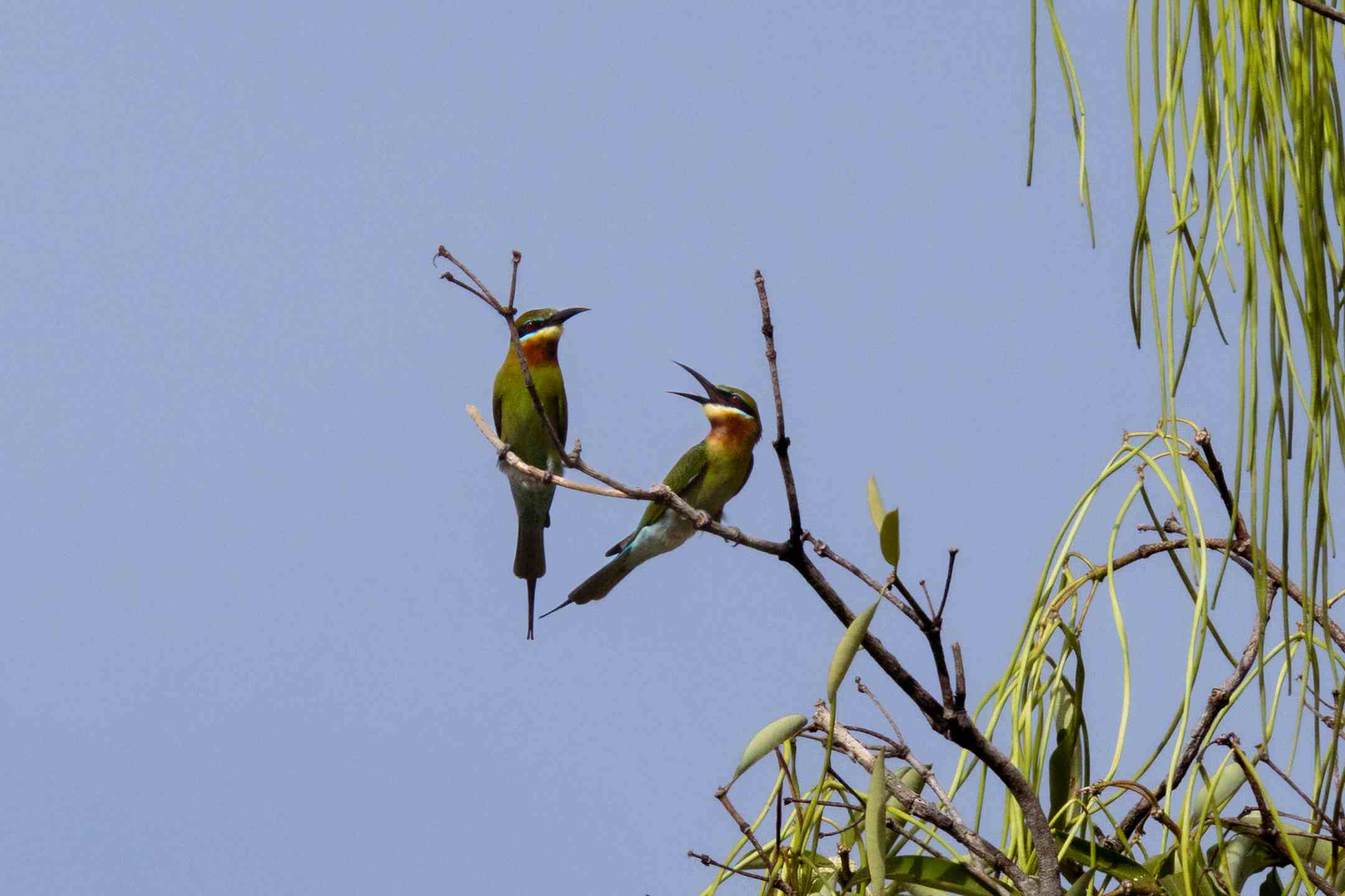 birds sitting on a branch