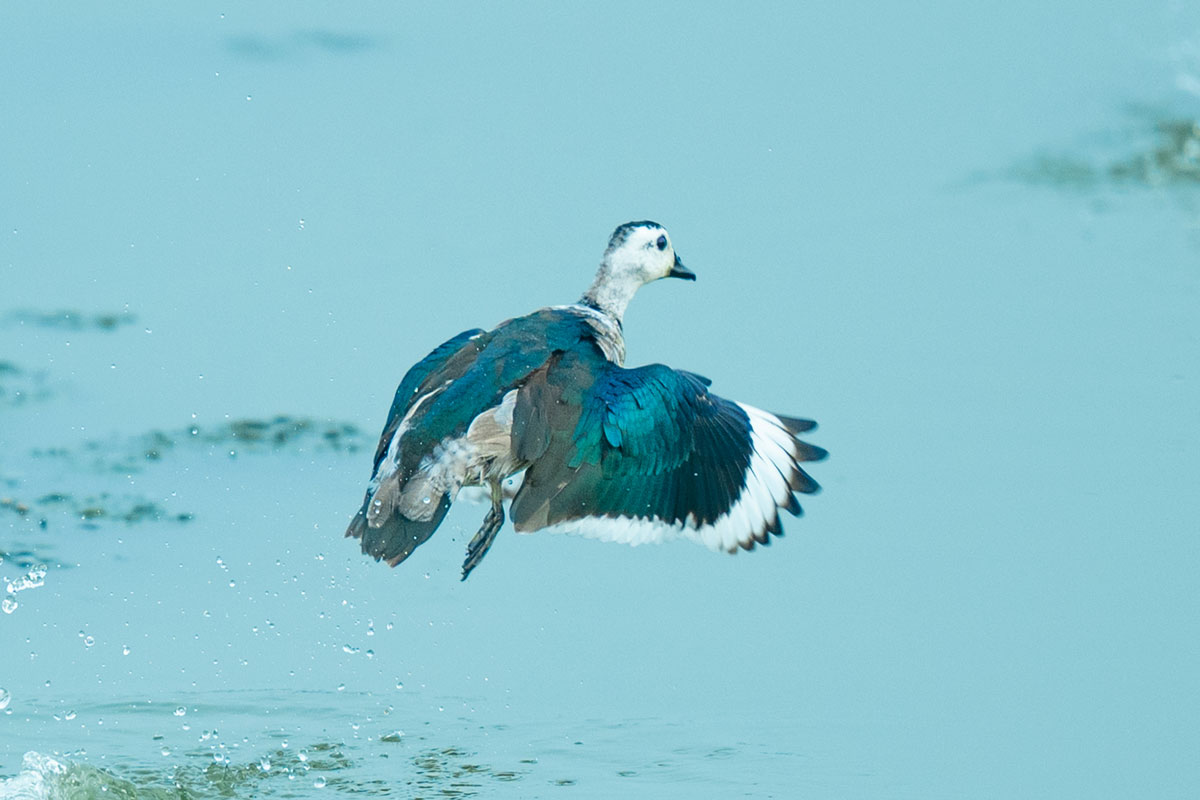 A goose jumps from water