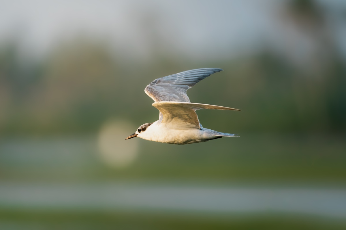 Boomerang wings of whiskered Tern