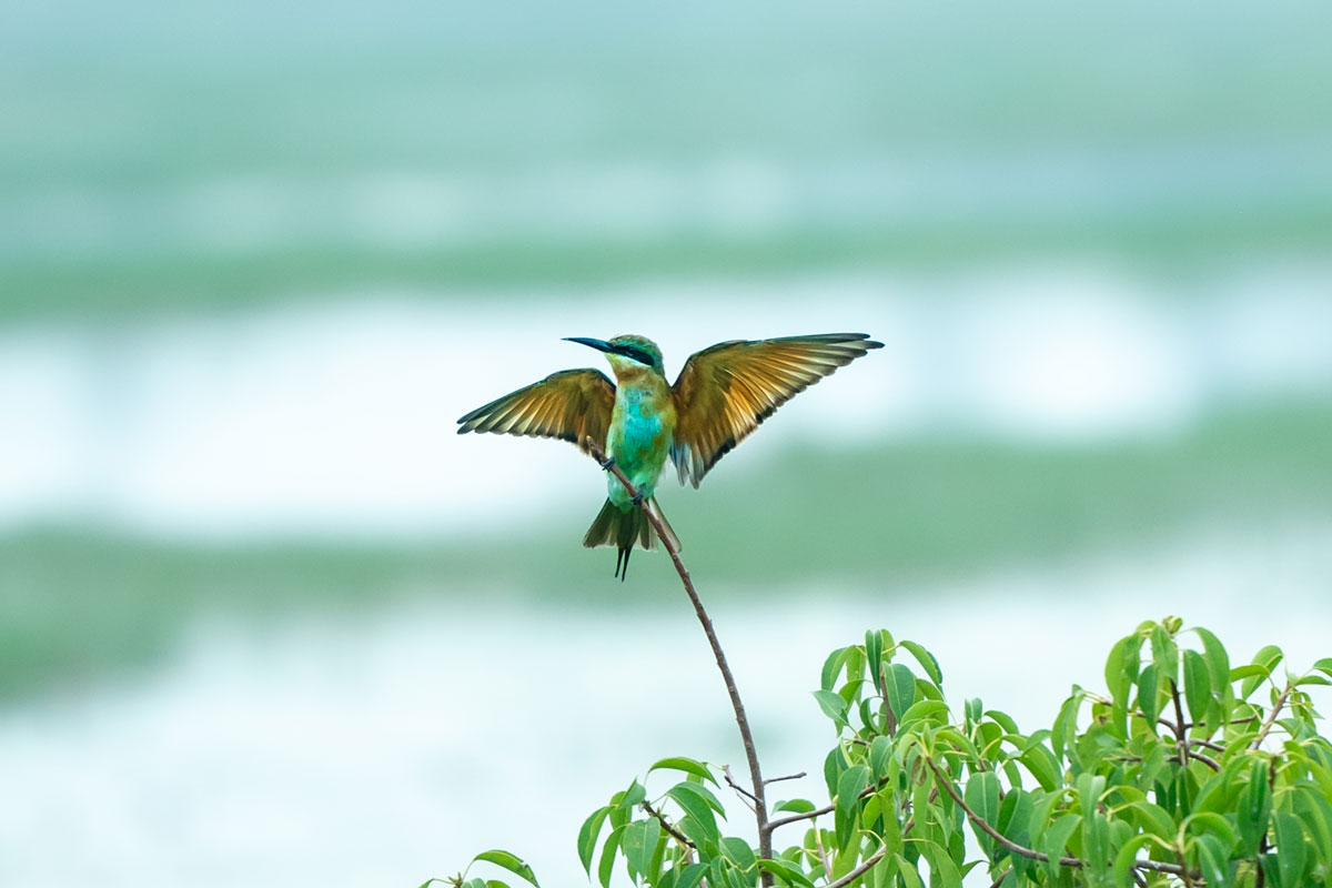 Bee eater spreading it's wings