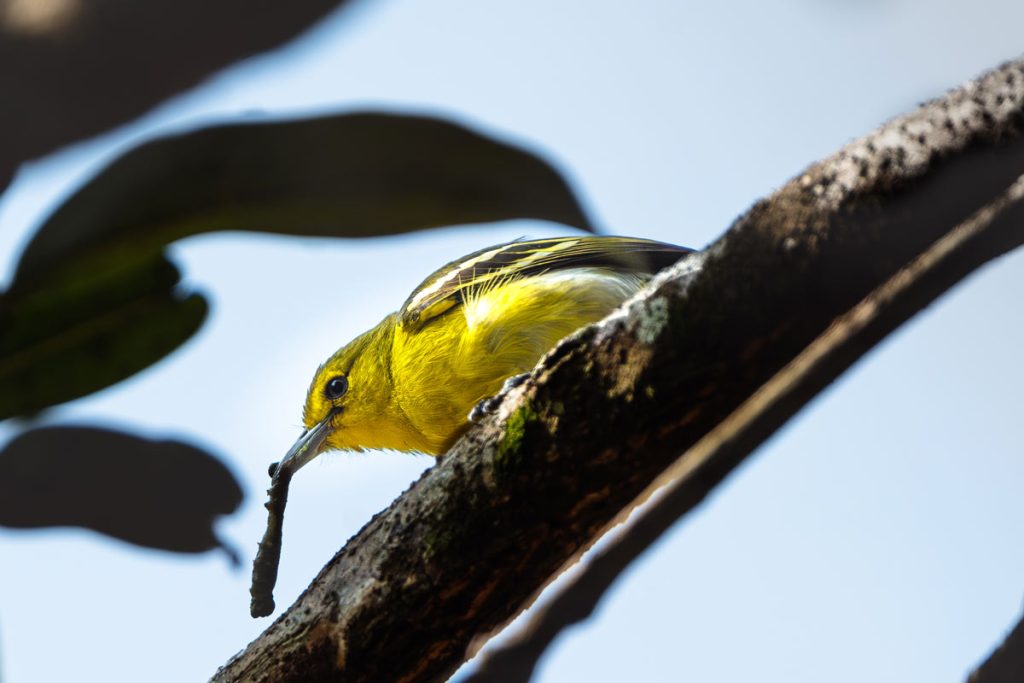 common iora