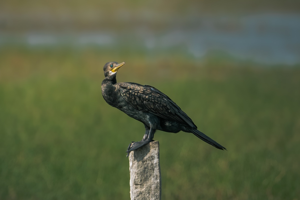 Cormorant pause of large cormorant