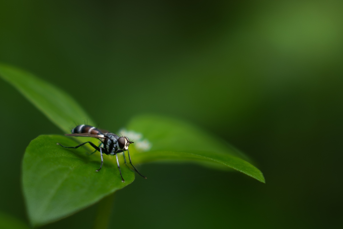 curtonotidae sitting on a leaf