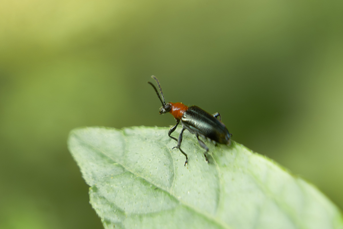 Tilus elongatus on leaf