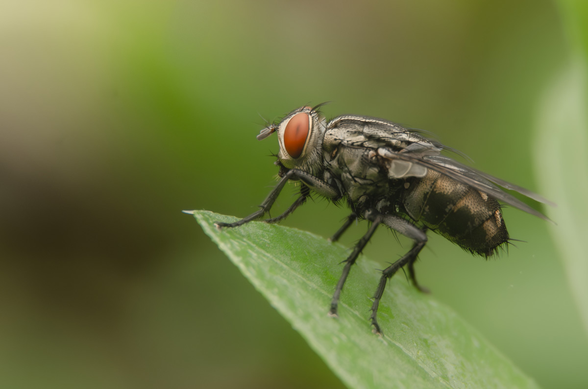 Flesh Fly with vibrant red eyes