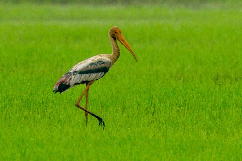 A Painted stork effortlessly walks through the thick crops