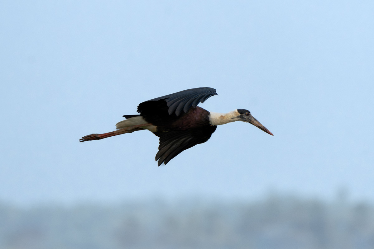 Kerala's varied bird