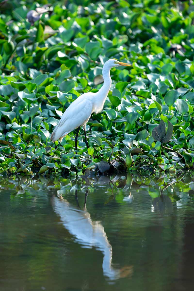 The bird walking on the leafs