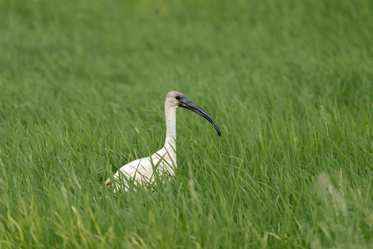 A variety birds photo