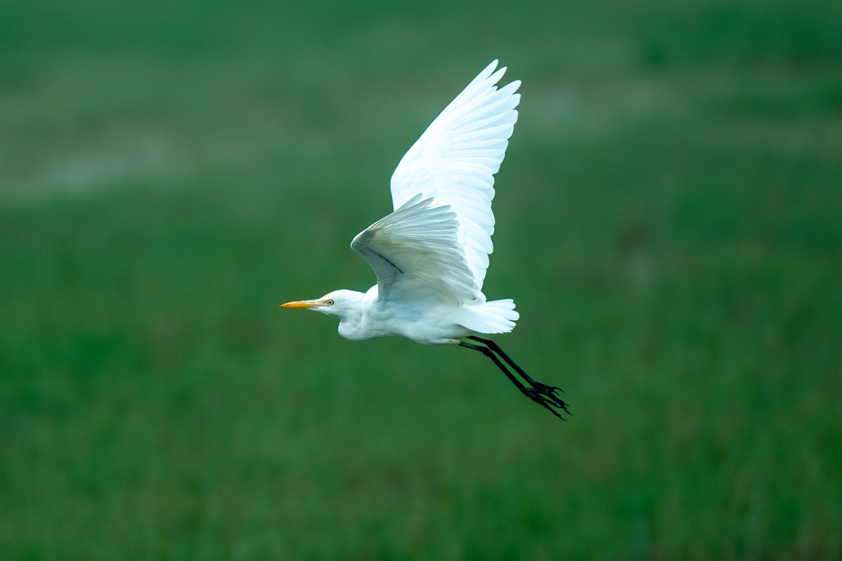 crane flying over a wetland