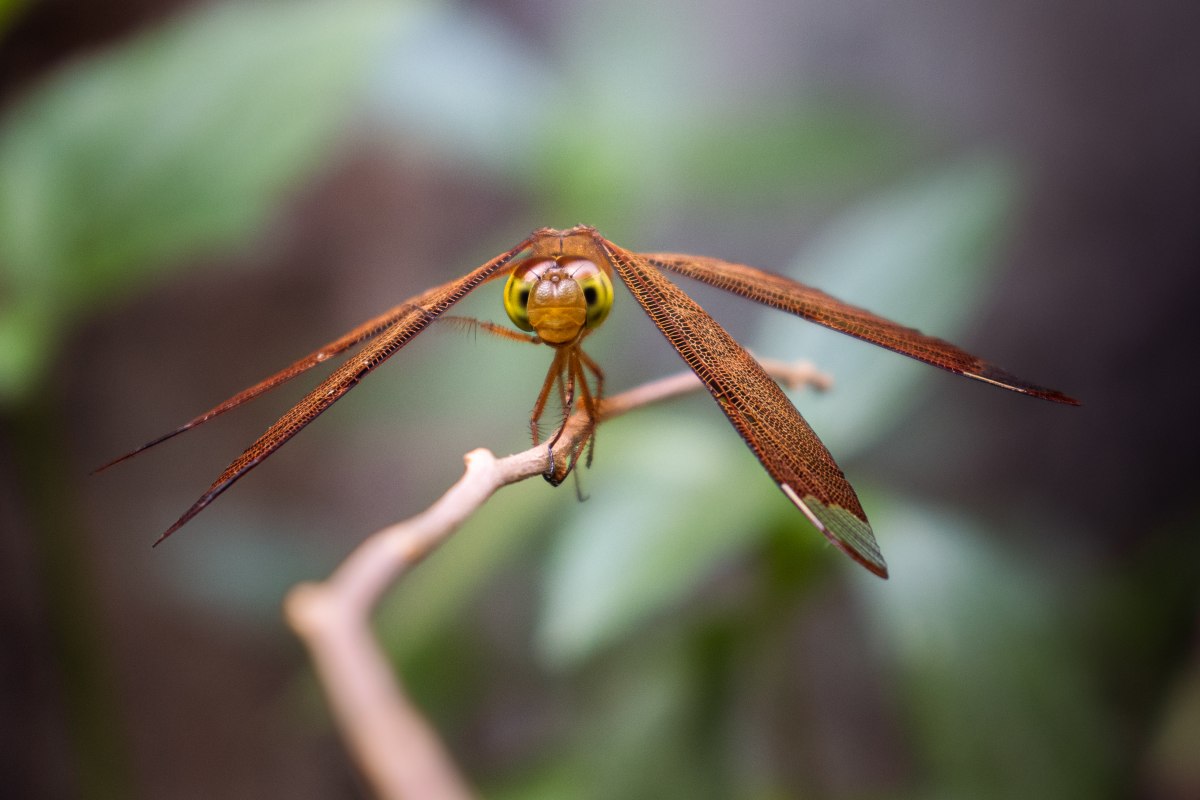 Orange Dragonfly