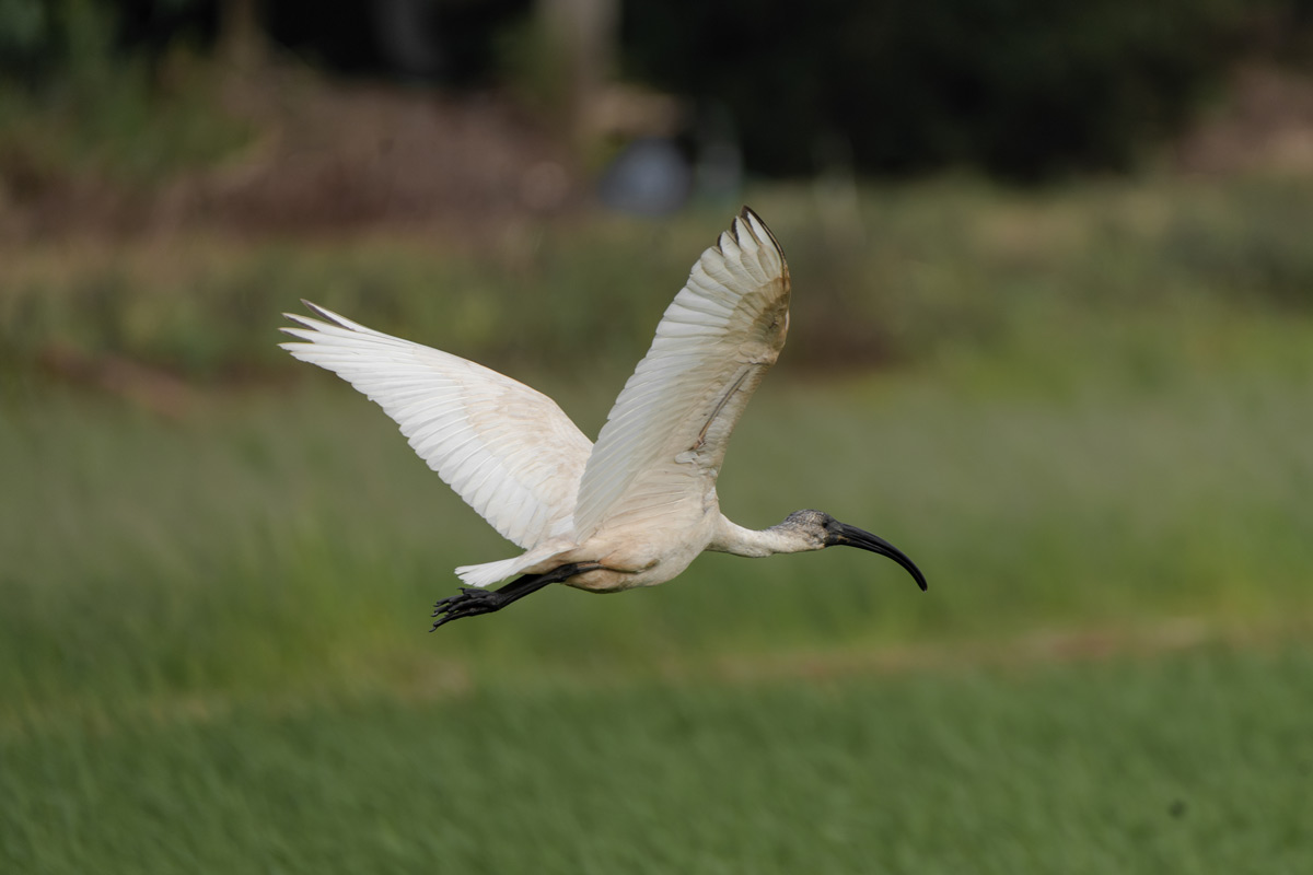 A elegant bird image