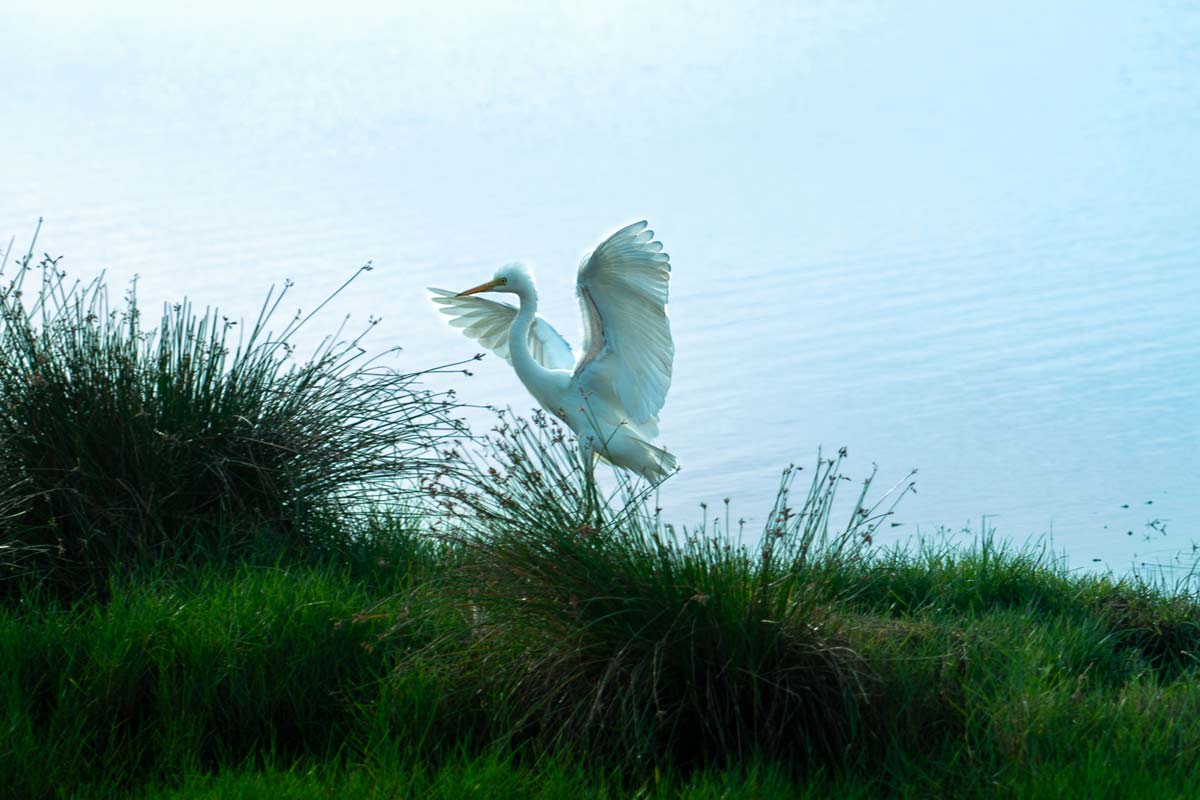 A crane going to fly