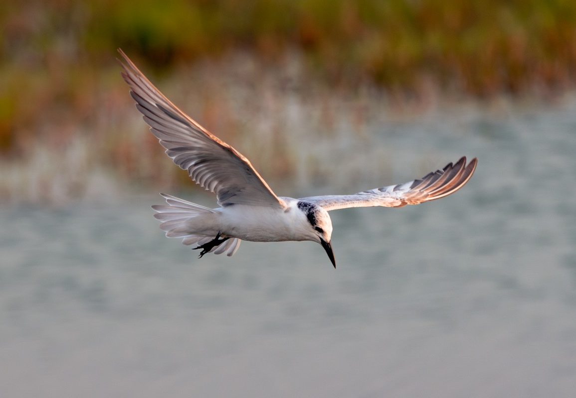 A bird gliding