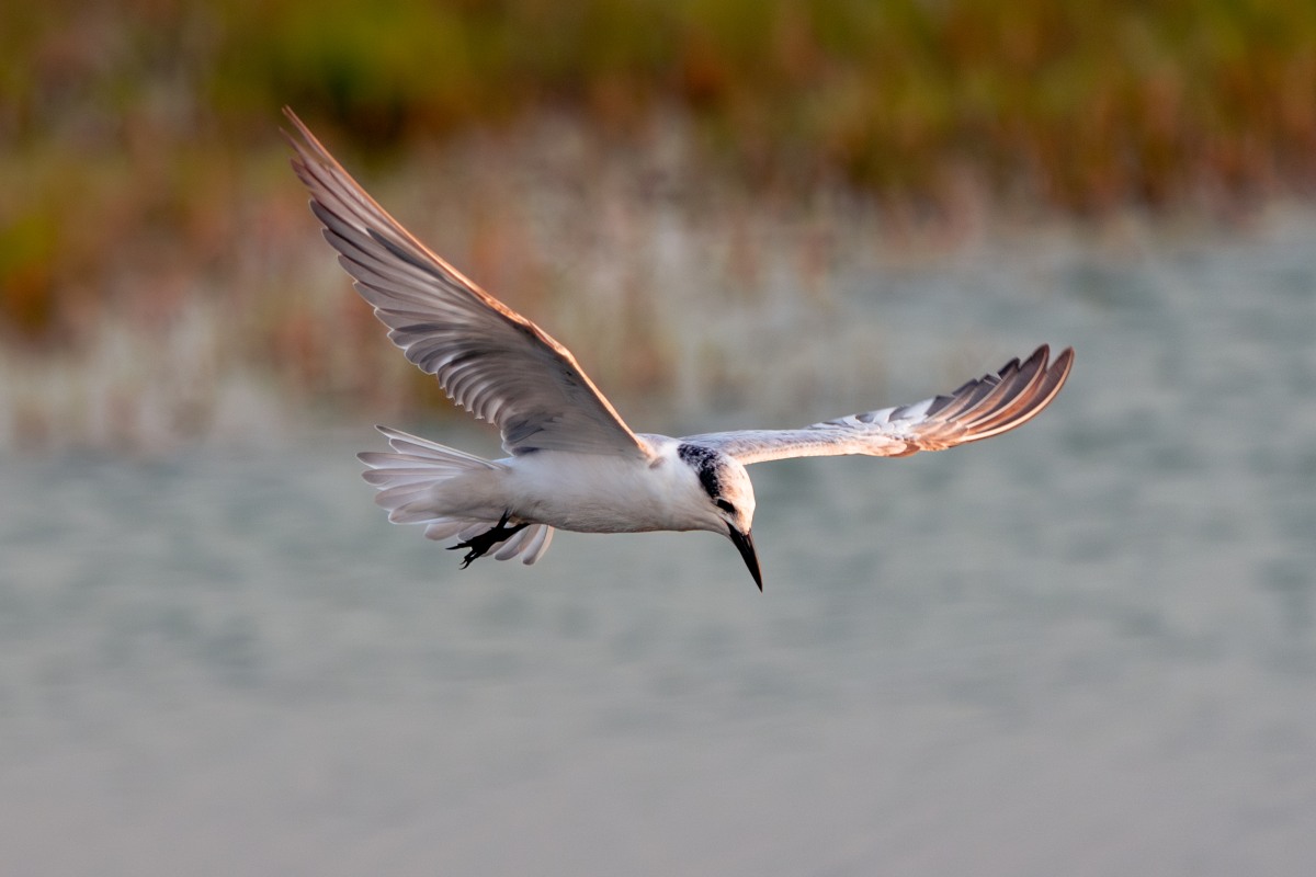 Flight view of gliding