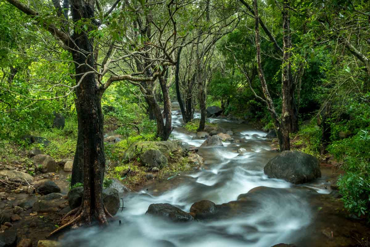 Water flow in a chill forest