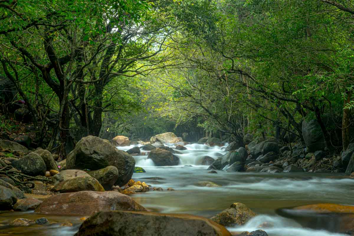 flowing of water in forest