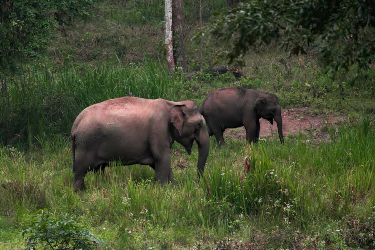 the elephants are walking