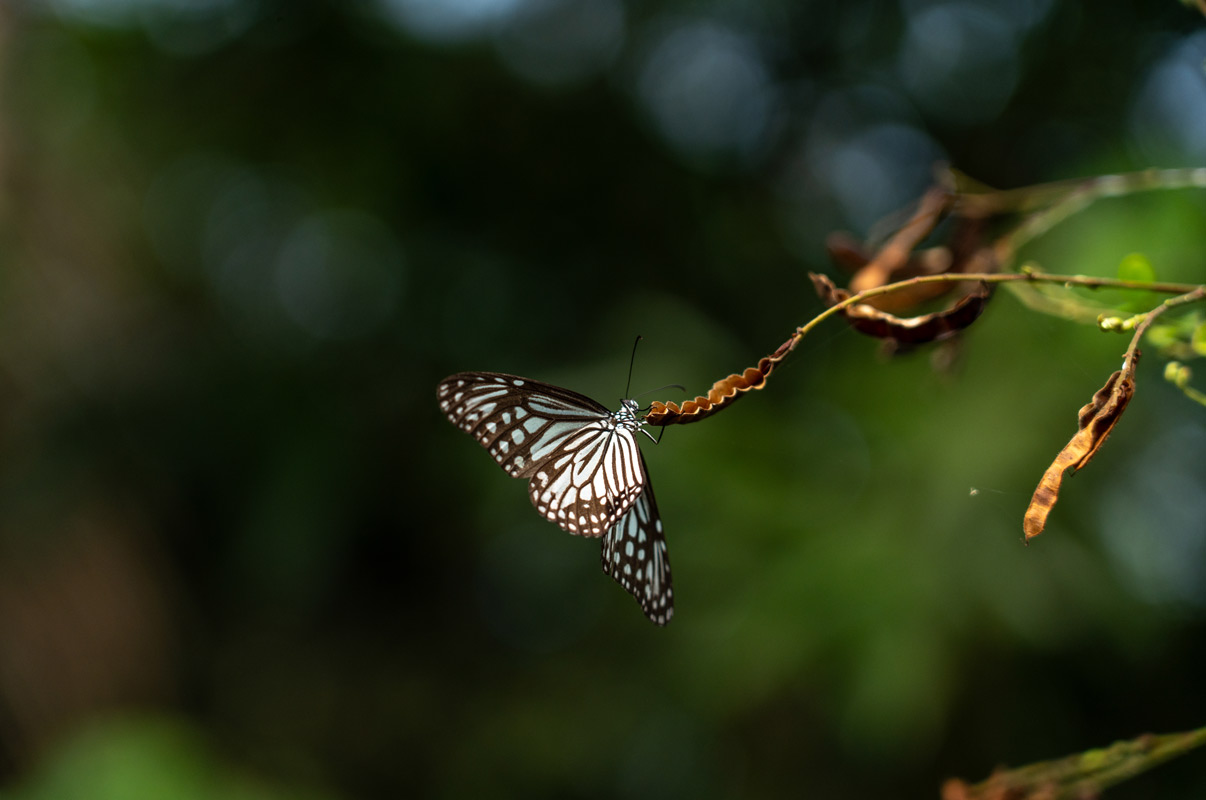 tigerwing butterfly balancing on a seedpod