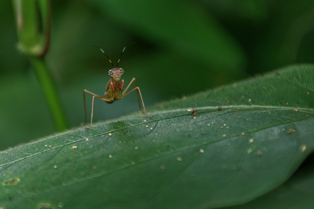 Mantises sitting on top of a leaf as a graceful gardian