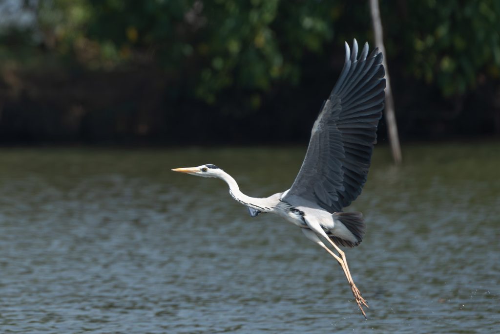 graceful wings