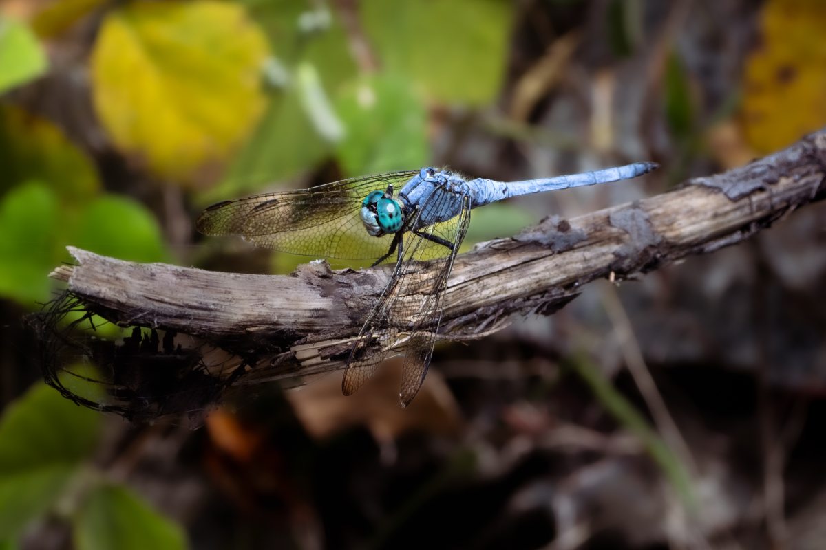 Blue Dragonfly