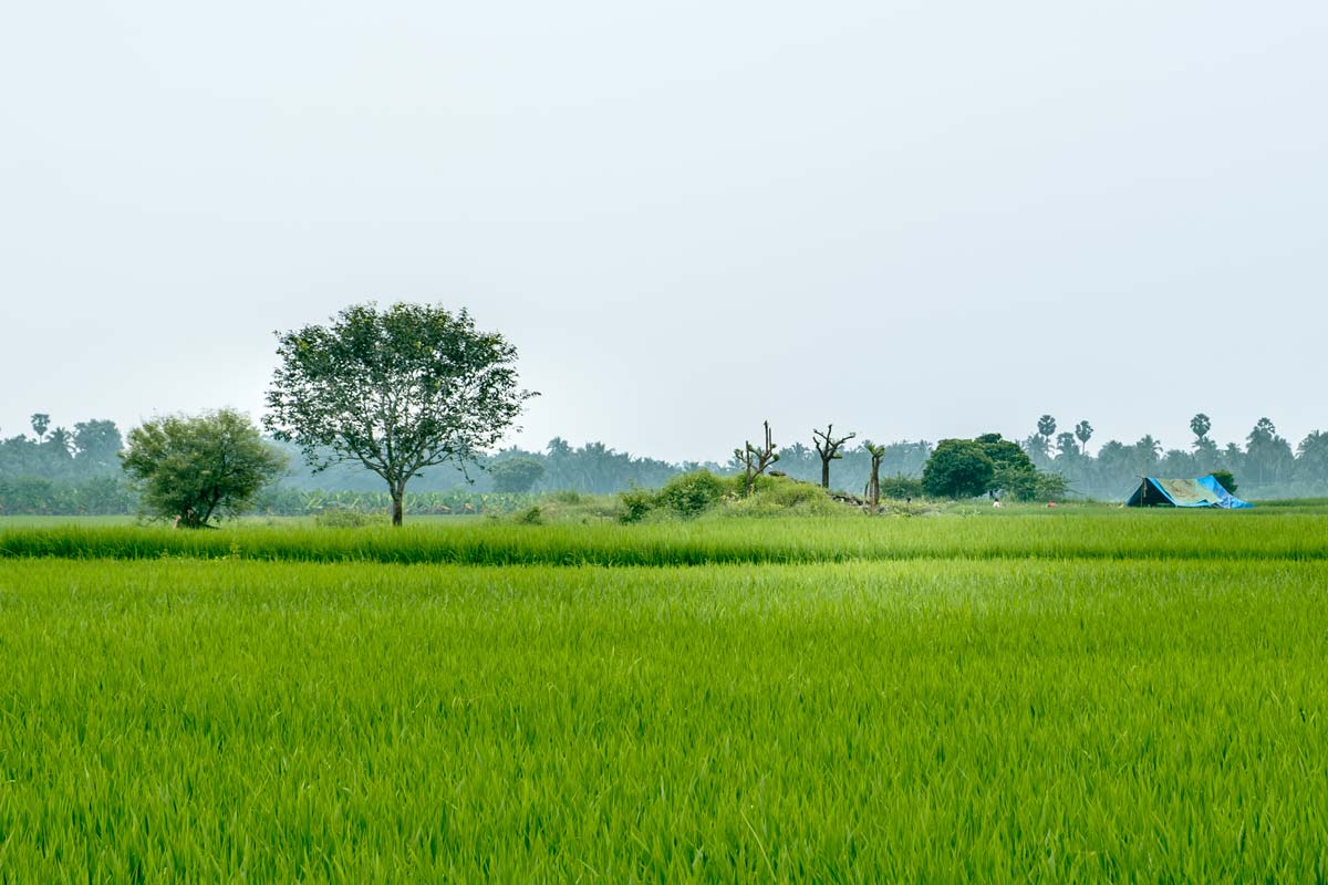 A blue tent in wide grasslands