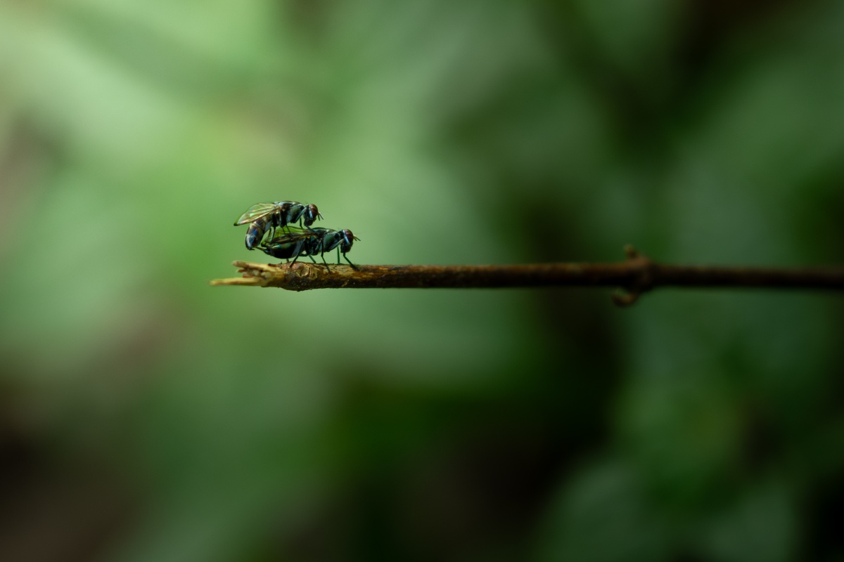 greenbottlefly sitting on a small stick