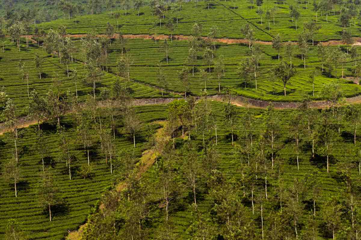 green vagoman landscape