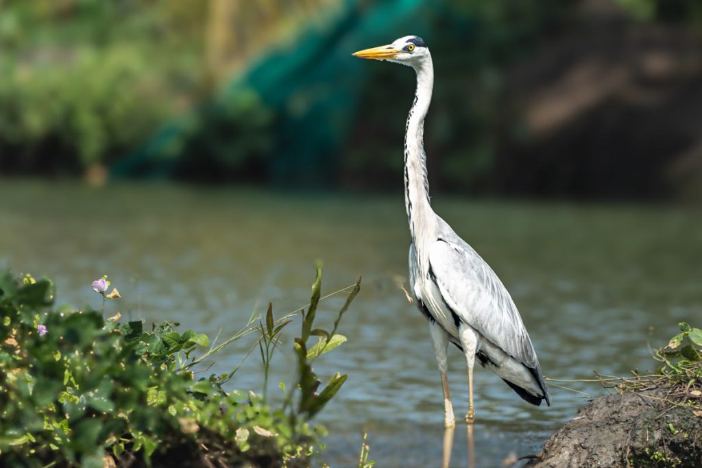 heron gaze