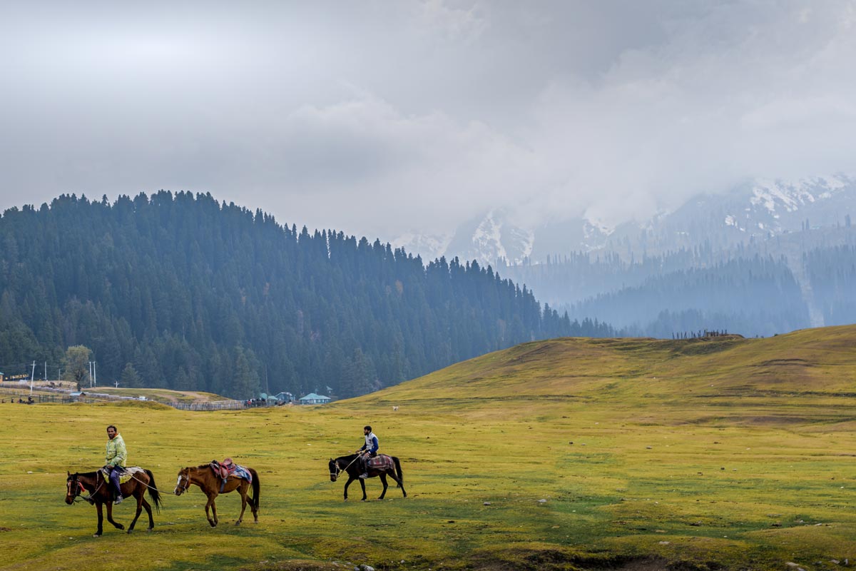 horses in the landscapes of Kashmir