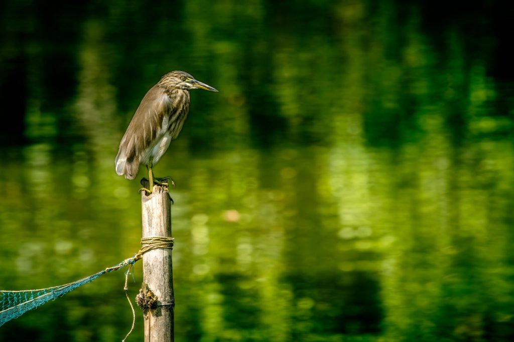 Indian Pond Heron in ponds