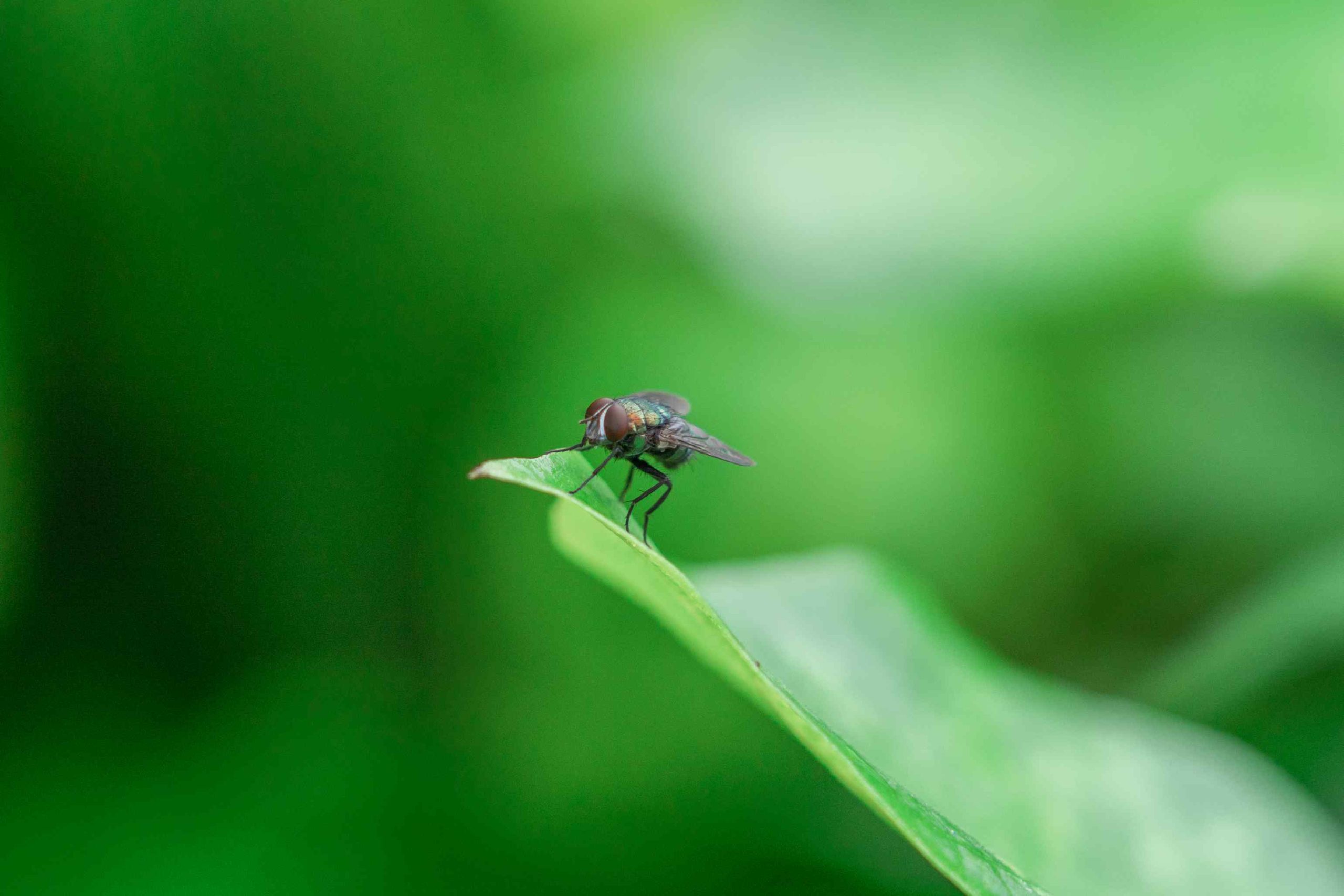 A housefly ready to fly