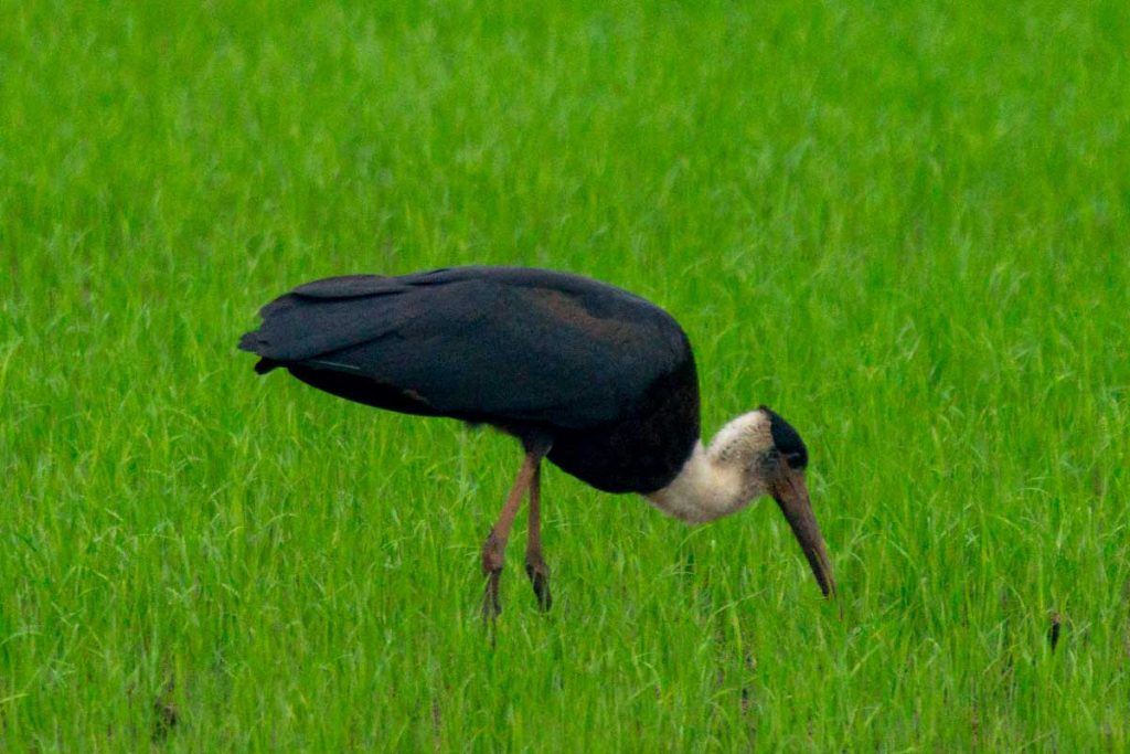 black Asian Woollyneck stands out among the beautiful fields