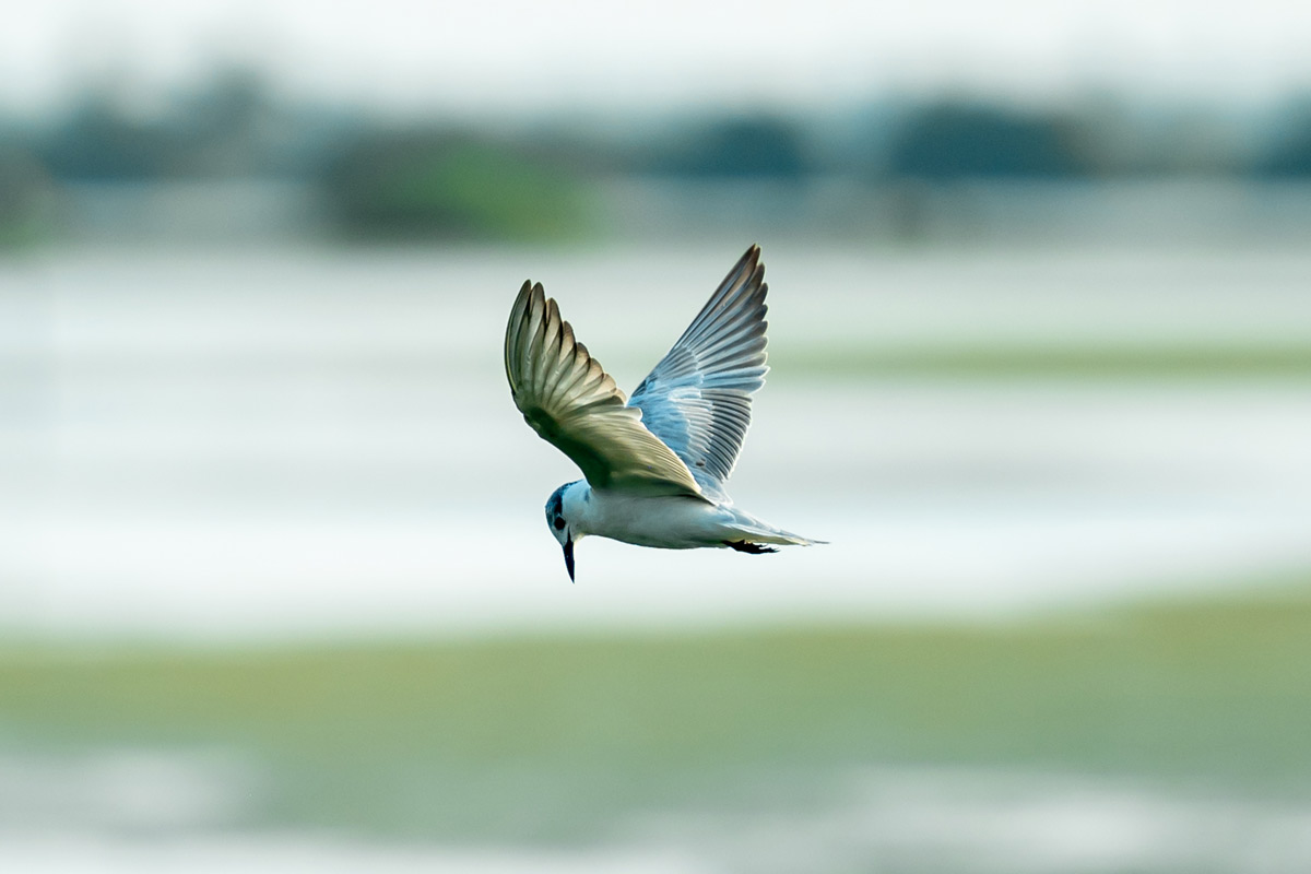 a bird flying over a wetland