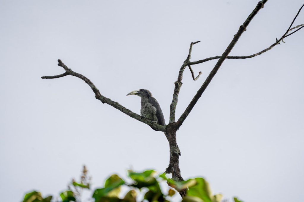 indian grayhorbill