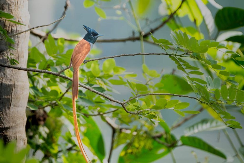 indian paradise fly catcher