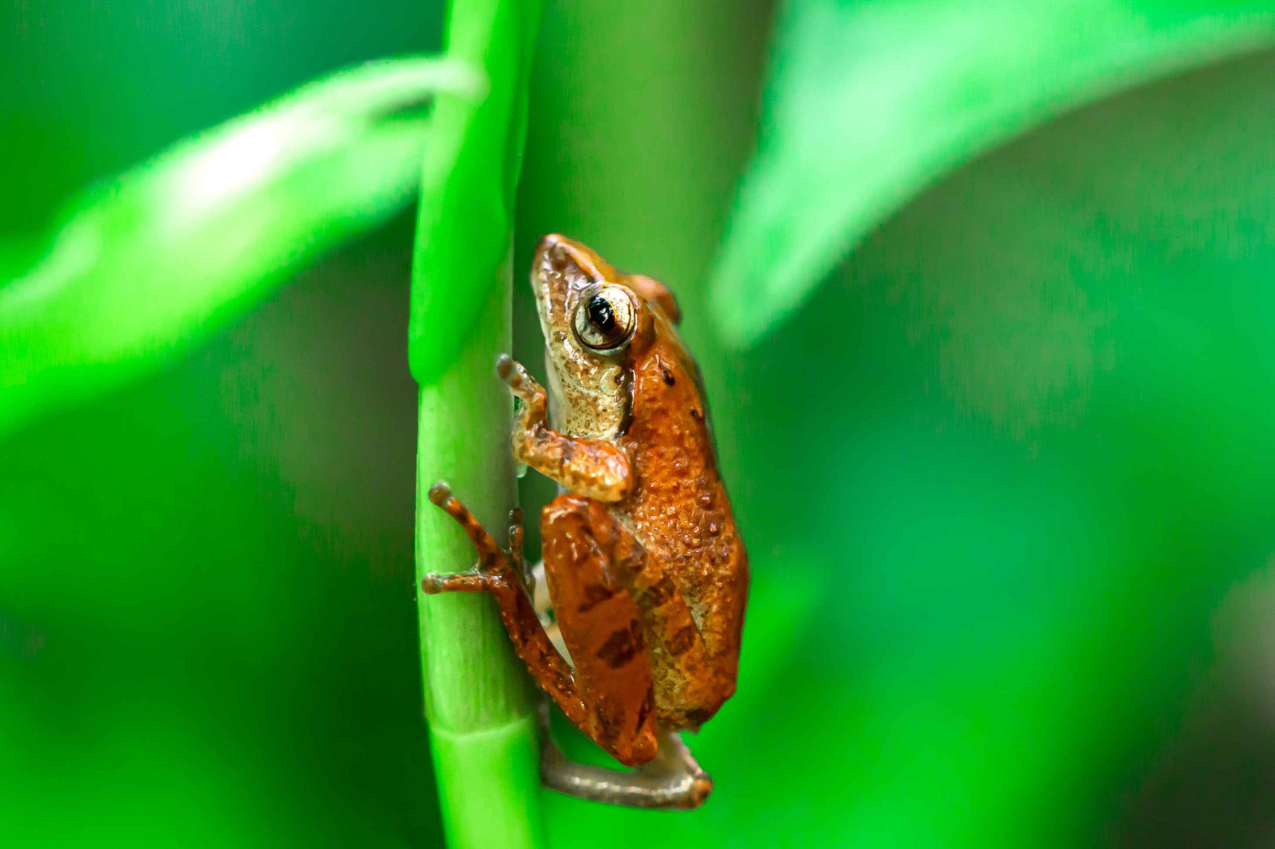 A frog trying to go up