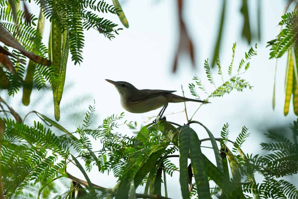 Bird sitting on a small tree