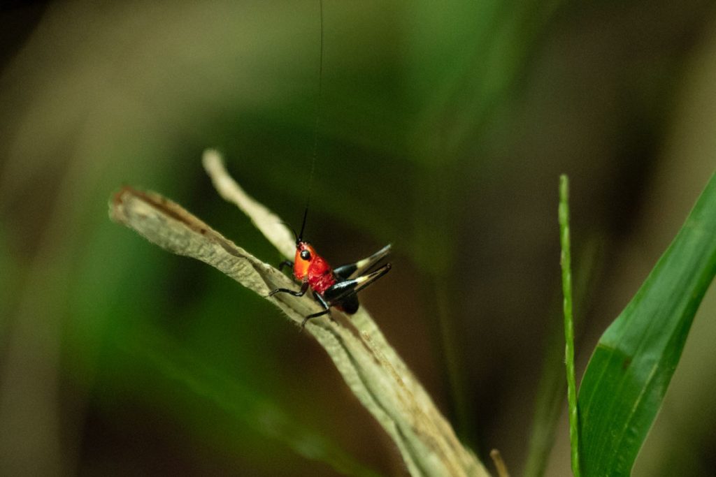 Long-horned grasshopper