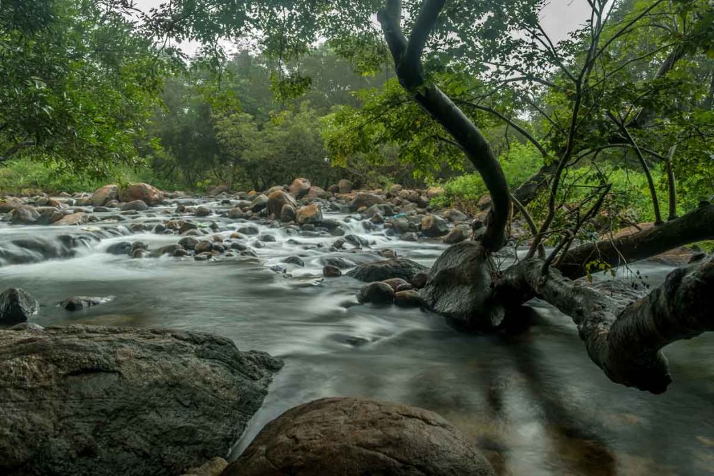 flowing of water in dark forest