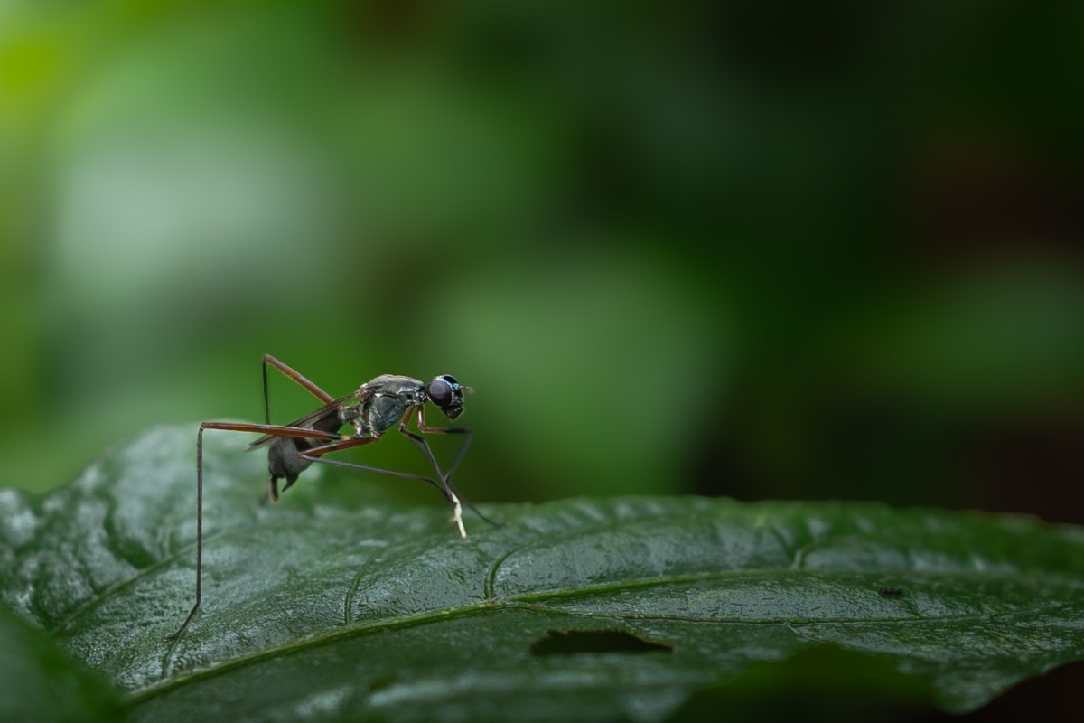 micropezidae sitting on a leaf