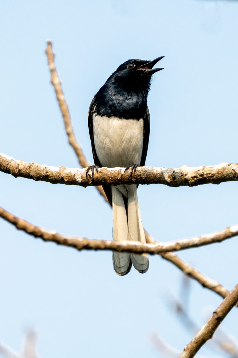 The bird was resting peacefully in the wood