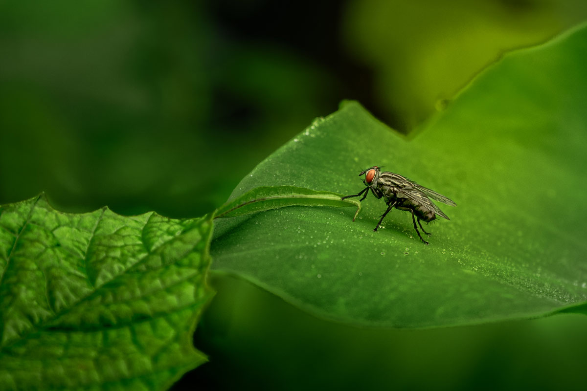 housefly in the morning