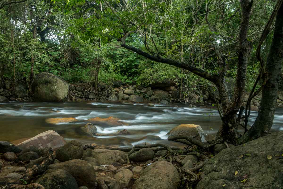 flowing of water in forest with Dence trees